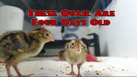 Four Day Old Jumbo Brown Coturnix Quail