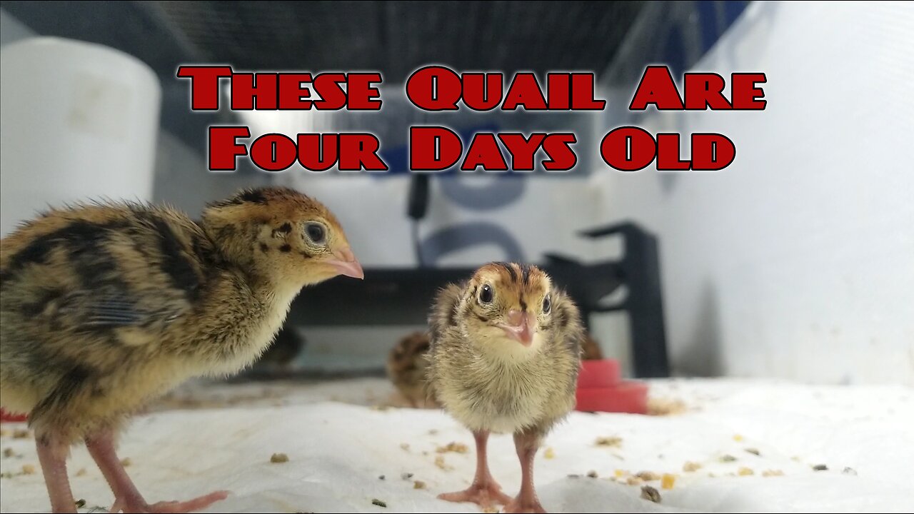 Four Day Old Jumbo Brown Coturnix Quail