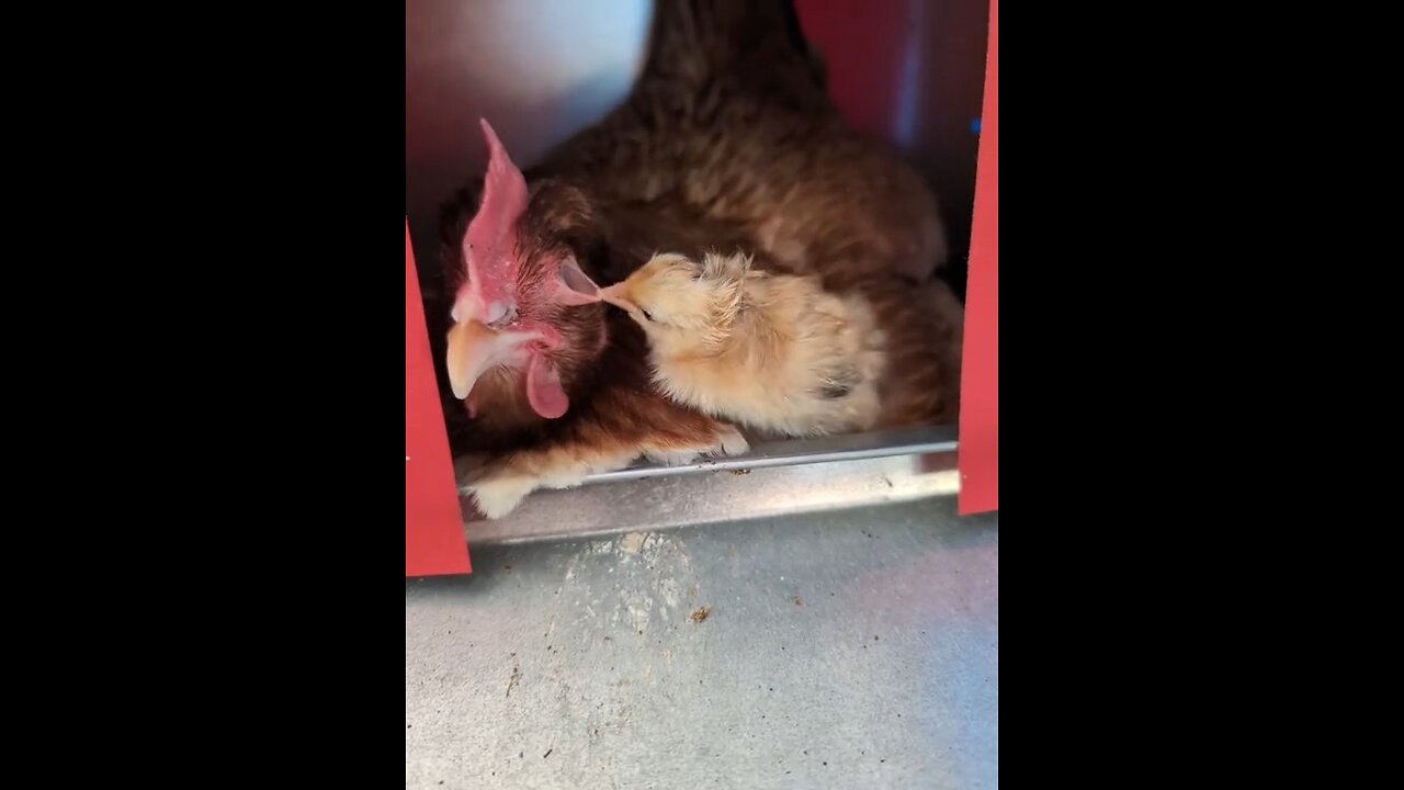 a hen and her baby