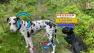 Skogpod 4. juni 2025
