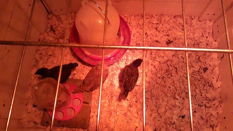 Leroy's Chicks at 19 Days
