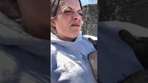 Animals Funny Compilation #funnyanimals #animals #pets #shorts