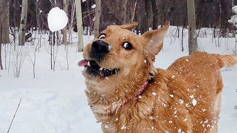 Dog in winter season 🤕