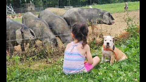 Puppy's First Time With PIGS, Goats, TURKEY'S His Reaction!