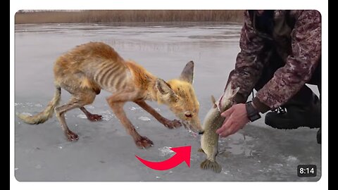 Animals That Asked Humans for Help! 🙏🏽 Moments That Will Melt Your Heart 🥹