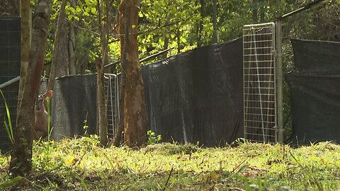 Thailand credits prey releases for 'extraordinary' tiger recovery