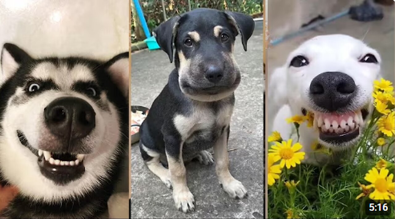 Try Not to Laugh Challenge! 🐾 The Funniest Animal Clips of the Week!