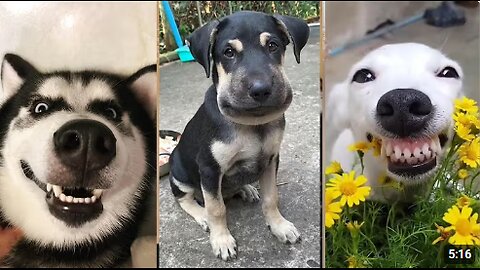 Try Not to Laugh Challenge! 🐾 The Funniest Animal Clips of the Week!