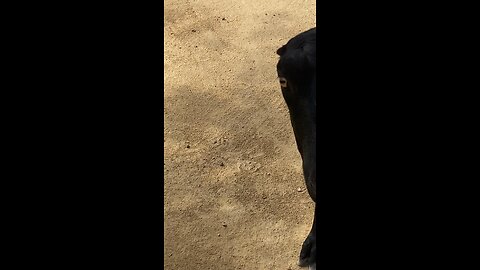 Lamancha Goat 🐐 #goat #shorts #followme #viral #trending