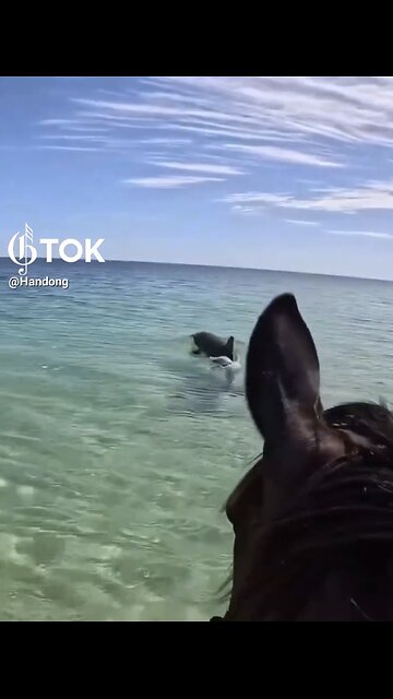 HORSE WENT SWIMMING🐬🌊🐎📸TO MEET DOLPHIN FRIEND🏝️🐬🐎💫