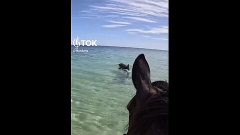 HORSE WENT SWIMMING🐬🌊🐎📸TO MEET DOLPHIN FRIEND🏝️🐬🐎💫