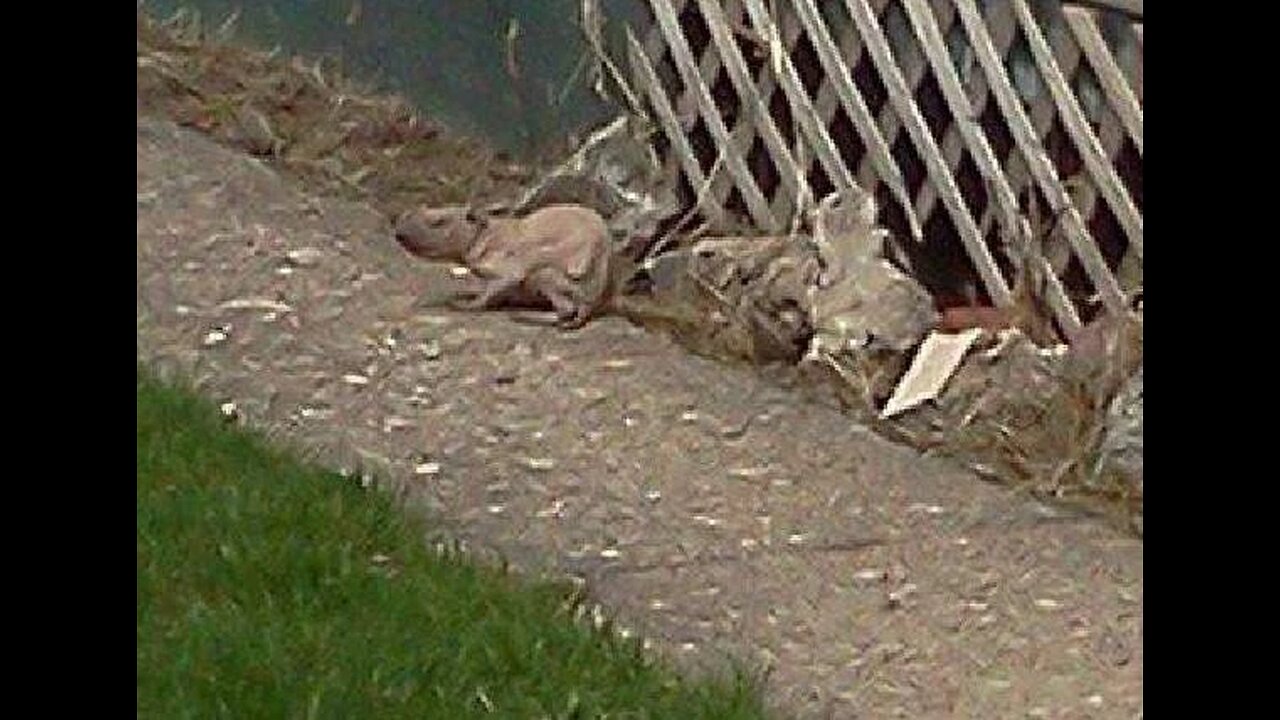 Rochester Rat-Dog