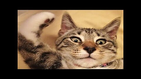 Funny animal videos 2023 - Funny cats_dogs - Funny animals