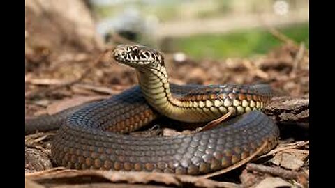 Snake Bite Secrets- The Science & First Aid
