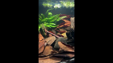 INSPIRATION BY NATURE 🌿🍂