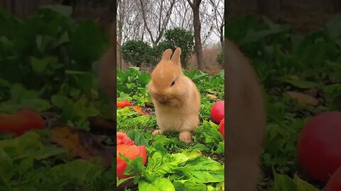 Wash your hands and face, make a clean little rabbit, cute pet debut plan, rabbit, pastoral cute