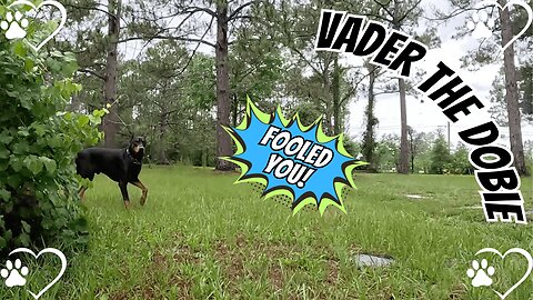 Doberman Knows His Boundaries | Smart & Loyal Guard Dog