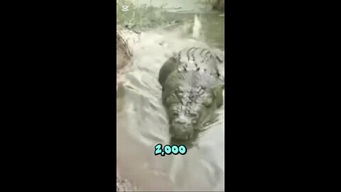 Crocodiles Are Literally Killing Machines! 🐊