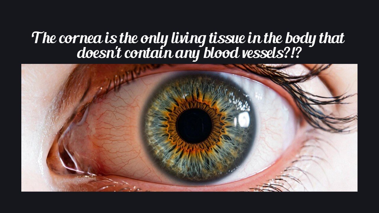 Fun Fact for Apr 28th 2025 Pt 2