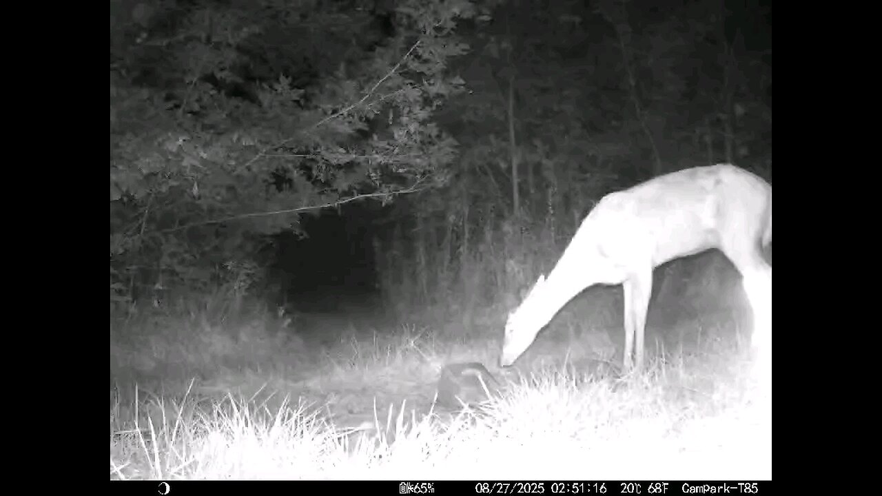 Deer Cam 08 27 2025 Doe Close Game Cam Trail Cam