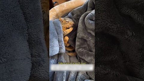 On a night walk a girl accidentally found a squirrel and became his mom