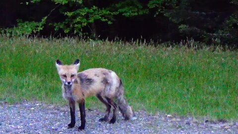 Red Fox