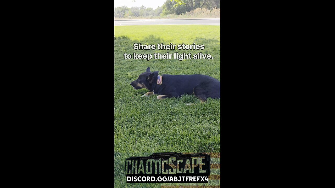 (Bump) Fading Memory's. #usa #animals #pets #love