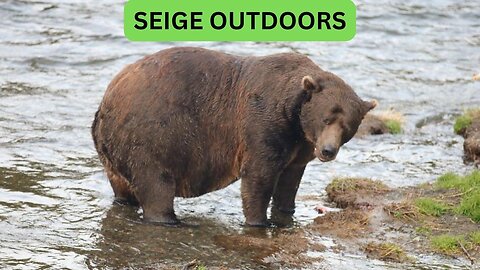 Katmai National Park Bear Feeding Live Stream!