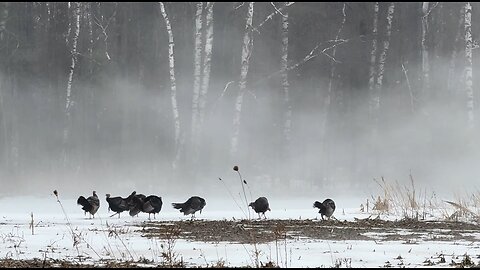 Canadian Wild Turkey on the Snow in Toronto GTA