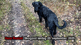 Skogpod 20. september 2025