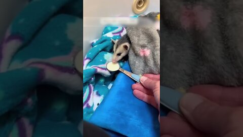 The cat brought a possum on his back that thought she was his mom