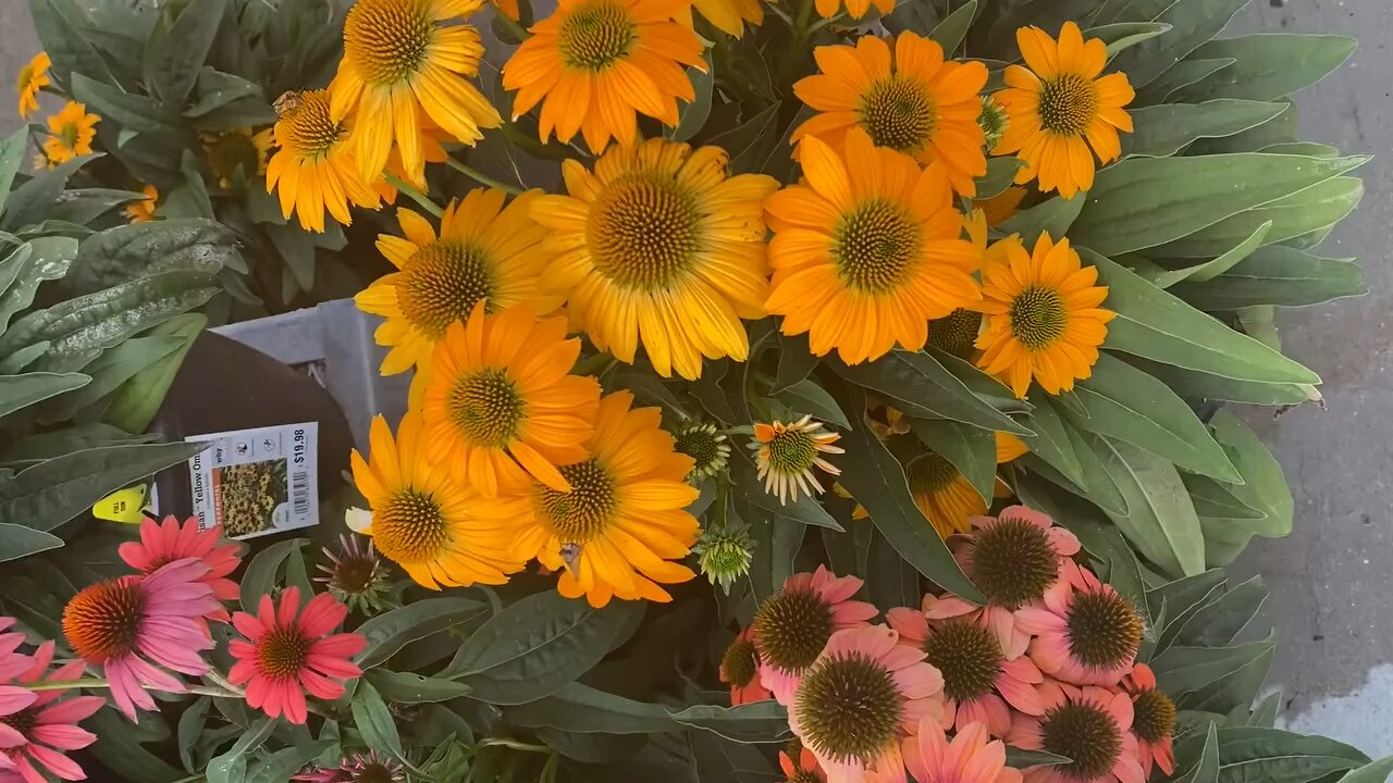 Flowers