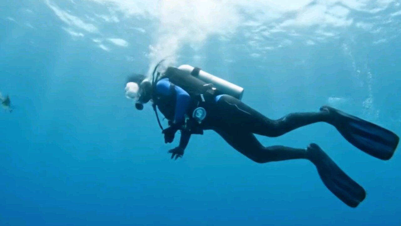 rescue shark