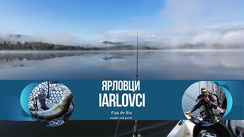 Бяла и Костур - Zander and Perch