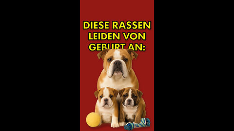 Diese Hunderassen leiden von Geburt an: