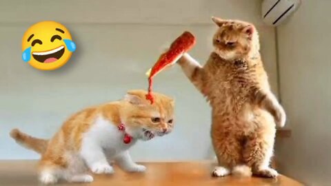 Funny pets video