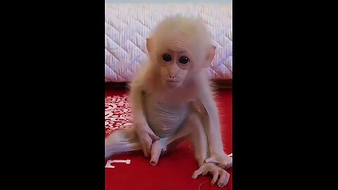 #monkey