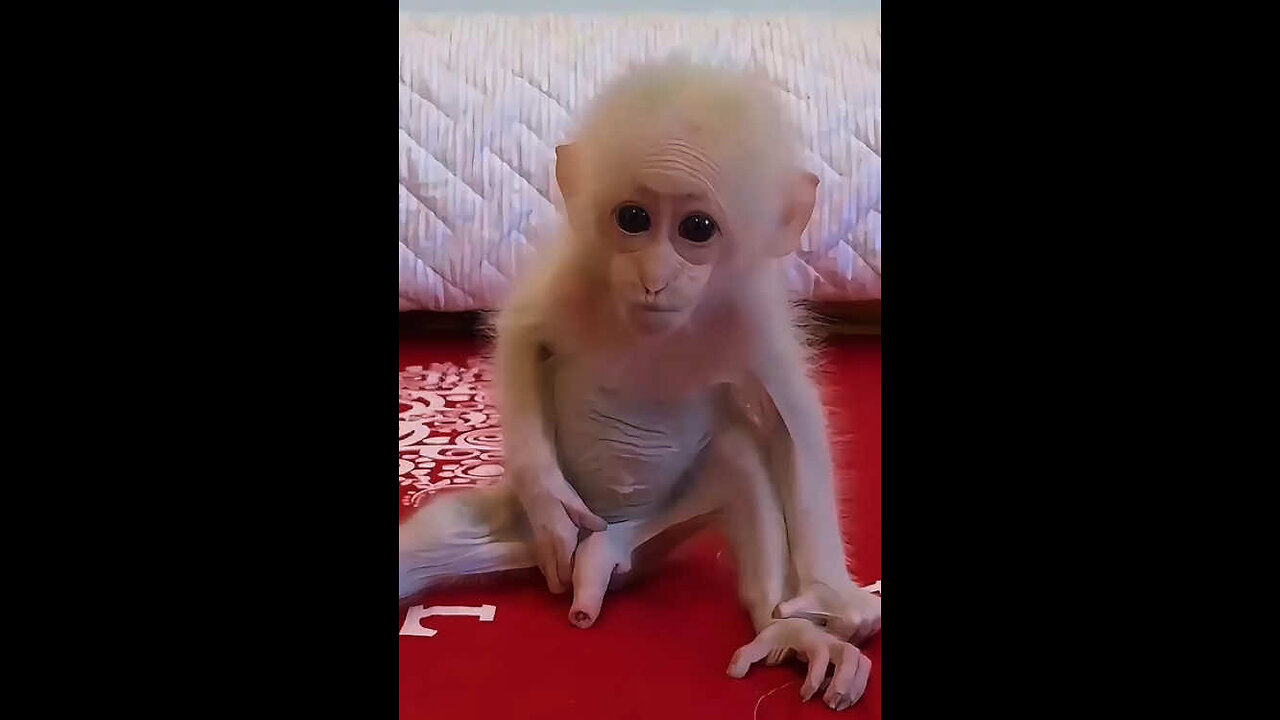 #monkey