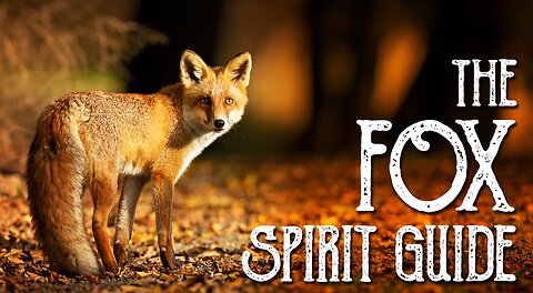 YOUR FOX SPIRIT GUIDE/TOTEM-TIME FOR OBSERVATION-DISCERNMENT & WISDOM