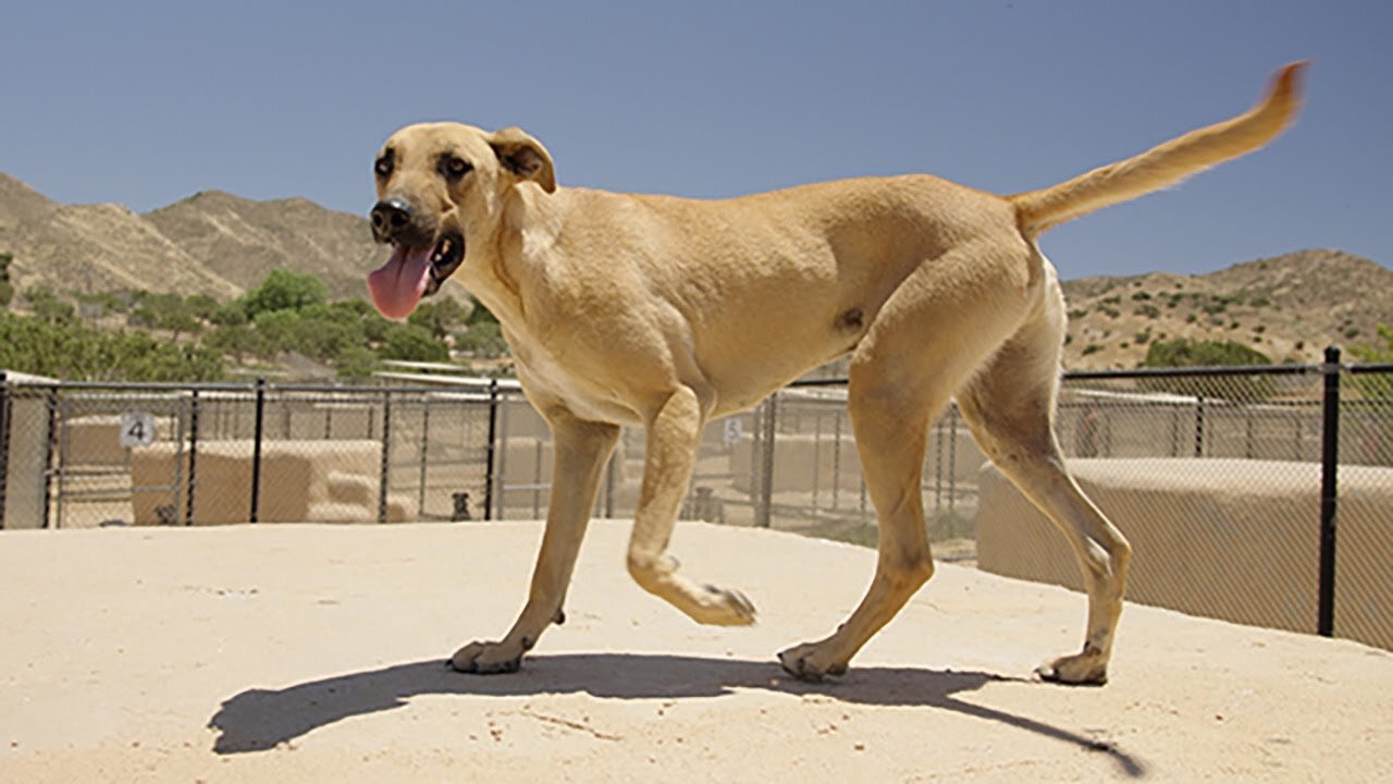 Watch their reaction when these dogs get their new yards!