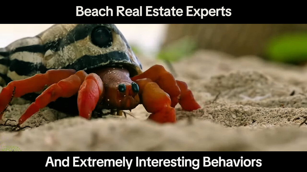 "The Crab's Journey to Change Its Shell – More Amazing Than You Think!"