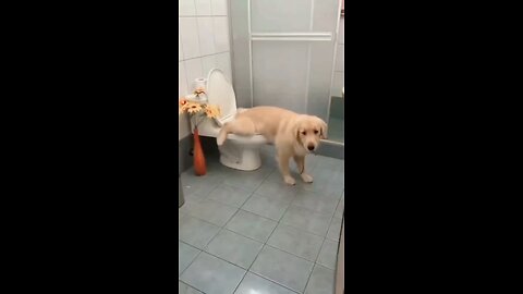 Dog on the toilet