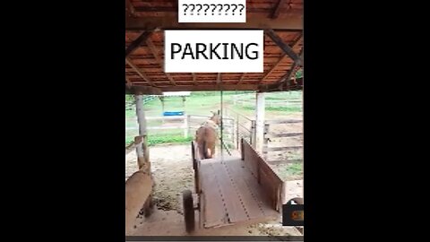 Funny Animal Videos 2025 😅 — The Funniest Dog Videos