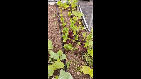 Salad Bed