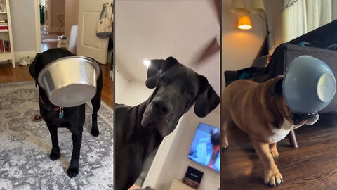 Animals Acting Just Like Babies 😂🐾