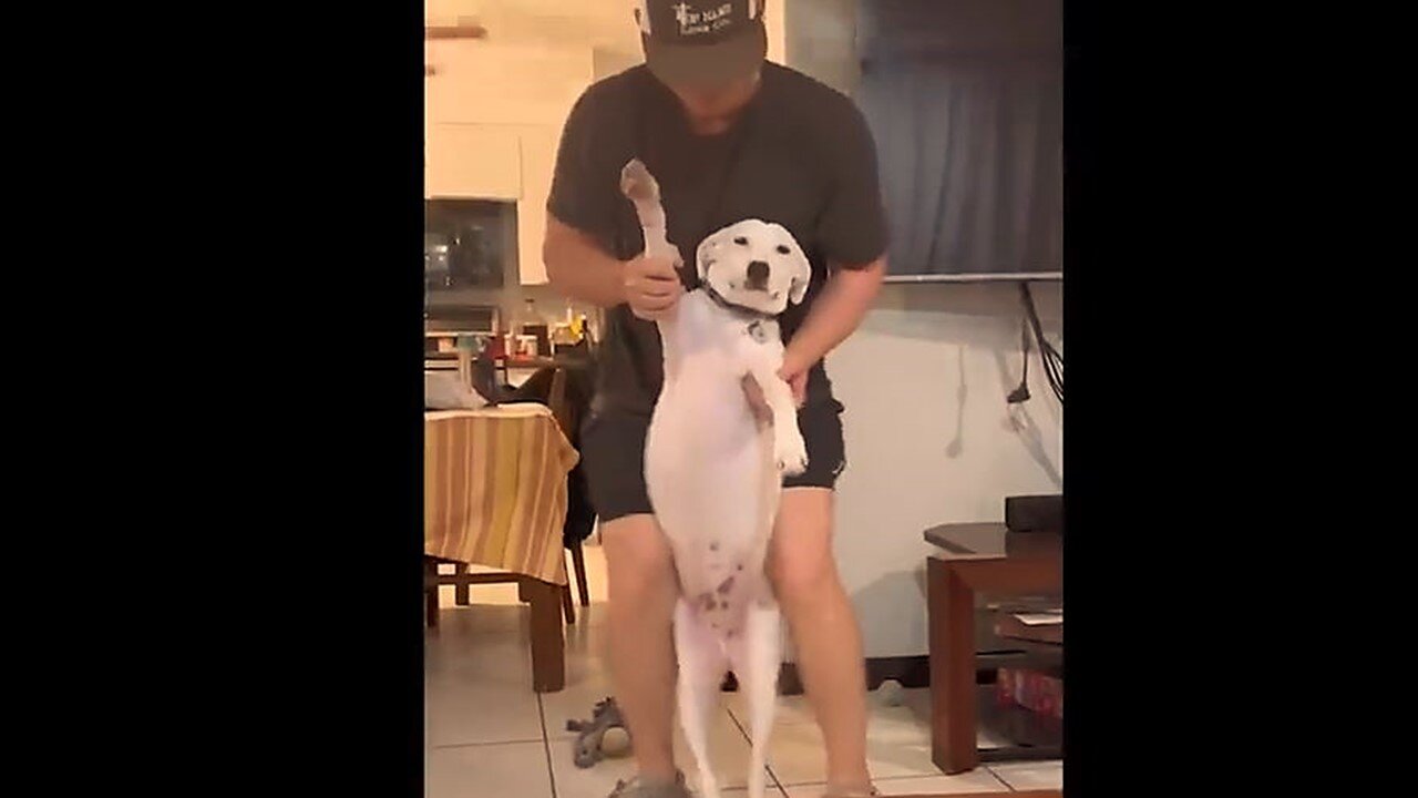 Funniest Animals Videos Part 81