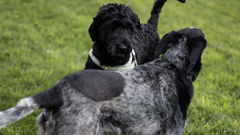 Is your dog more social than you? Survey says yes