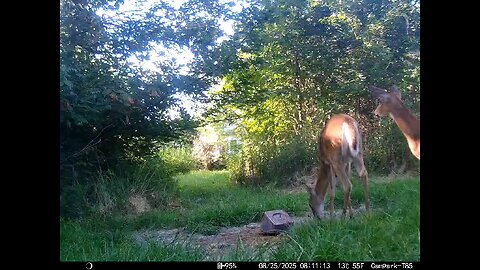 Deer Cam 08-25-2025 Does And Fawn Game Cam Trail Cam