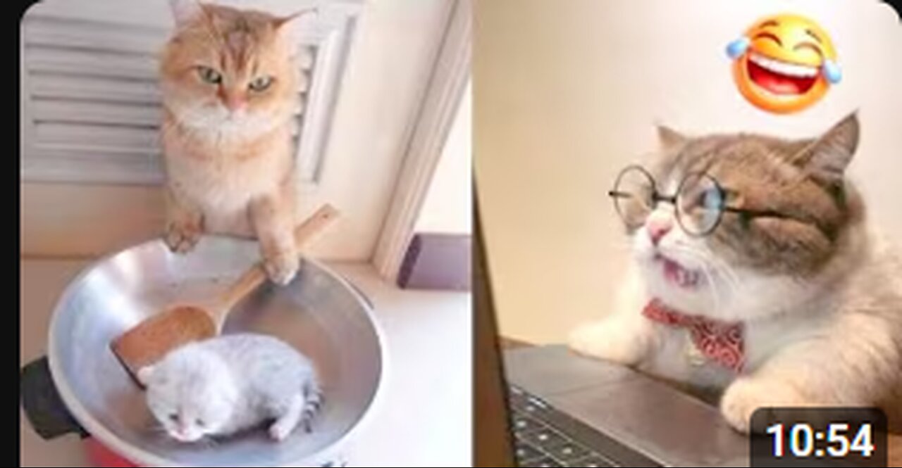 Cute Pets Compilation That Will Make Your Day 🥰