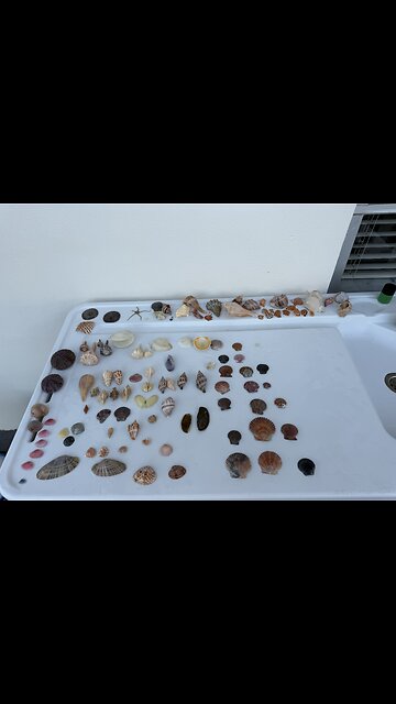 Supershell Sunday Beach Finds 2/8/2026 | 4K